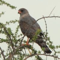Jastrzębiak mały - Micronisus gabar - Gabar Goshawk
