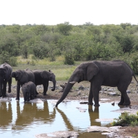 Słonie przy wodopoju.