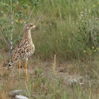 Kulon plamisty - Burhinus capensis - Spotted Thick-knee