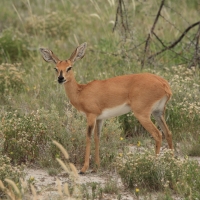 Antylopik zwyczajny.