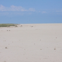 Ogromne obszary Etoshy pokryte są pozbawione roślinności.