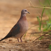 Synogarlica senegalska - Streptopelia senegalensis - Laughing Dove