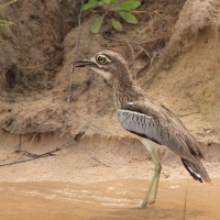 Kulon nadwodny - Burhinus vermiculatus - Water Thick-knee