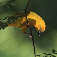 Wikłacz złotawy - Malimbus xanthops - Holub's Weaver