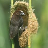 Brunatniczka - Amblyospiza albifrons - Grosbeak Weaver