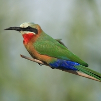 Żołna białoczelna - Merops bullockoides - White-fronted Bee-eater
