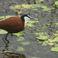 Długoszpon afrykański - Actophilornis africanus - African Jacana