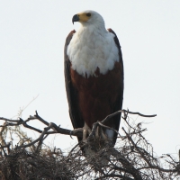 Bielik afrykański - Haliaeetus vocifer - African Fish Eagle