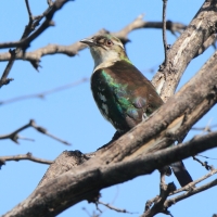 Kukułeczka pstra - Chrysococcyx caprius - Diederick Cuckoo
