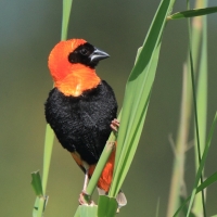 Wikłacz ognisty - Euplectes orix - Southern Red Bishop