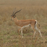 Gazela granta - pierwsza spotkana antylopa.