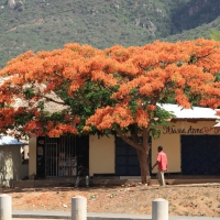 Przedmieścia Aruszy.