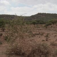 Okolice góry Ol Doinyo Lengai.