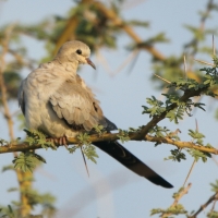 Turkaweczka czarnogardła - Oena capensis - Namaqua Dove