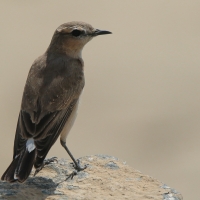 Białorzytka płowa - Oenanthe isabellina - Isabelline Wheatear