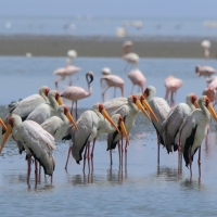 Dławigad afrykański - Mycteria ibis - Yellow-billed Stork