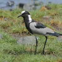 Czajka srokata - Vanellus armatus - Blacksmith Lapwing