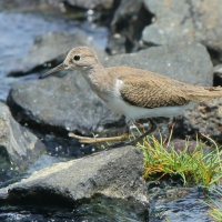 Brodziec piskliwy - Actitis hypoleucos - Common Sandpiper