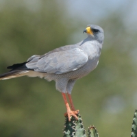 Jastrzębiak popielaty - Melierax poliopterus - Eastern Chanting Goshawk