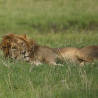 Pierwszym dużym ssakiem spotkanym w P.N. Serengeti był lew.
