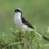 Dzierzba srokoszowata - Lanius excubitoroides - Grey-backed Fiscal