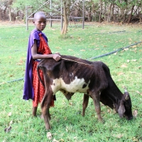 Pożywienia dla krów nie ma tu zbyt dużo.