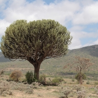 Północna Tanzania.