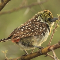 Brodal ciemnodzioby - Trachyphonus darnaudii usambiro - Usambiro Barbet