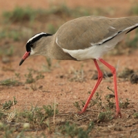 Czajka koroniasta - Vanellus coronatus - Crowned Lapwing