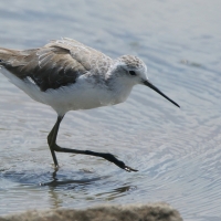 Brodziec pławny - Tringa stagnatilis - Marsh Sandpiper