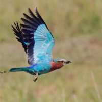 Kraska liliowopierśna - Coracias caudatus - Lilac-breasted Roller
