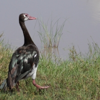 Gęsiec - Plectropterus gambensis - Spur-winged Goose