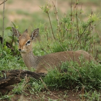 Dikdik.