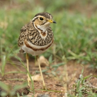 Nocobieg ozdobny - Rhinoptilus cinctus - Three-banded Courser