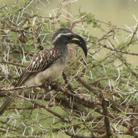 Toko nosaty - Lophoceros nasutus - African Grey Hornbill