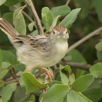 Chwastówka rechocząca - Cisticola chiniana - Rattling Cisticola