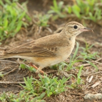 Świergotek gładki - Corydalla leucophrys - Plain-backed Pipit