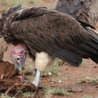 Sęp uszaty - Torgos tracheliotos - Lappet-faced Vulture
