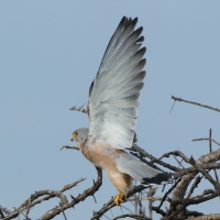 Pustułeczka - Falco naumanni - Lesser Kestrel