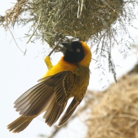 Wikłacz maskowy - Malimbus velatus - Southern Masked Weaver