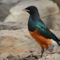 Błyszczak rudobrzuchy - Lamprotornis superbus - Superb Starling