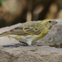 Afrokulczyk białobrzuchy - Crithagra dorsostriata - White-bellied Canary