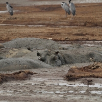 Hipopotamy w wysychającym jeziorze.