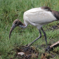 Ibis czczony - Threskiornis aethiopicus - Sacred Ibis
