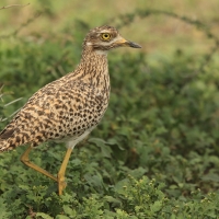 Kulon plamisty - Burhinus capensis - Spotted Thick-knee