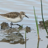 Biegus malutki - Calidris minuta - Little Stint