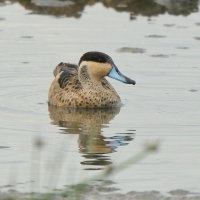 Srebrzanka hotentocka - Anas hottentota - Hottentot Teal