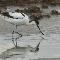Szablodziób - Recurvirostra avosetta - Pied Avocet