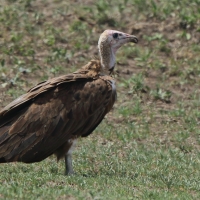 Sęp brunatny - Necrosyrtes monachus - Hooded Vulture
