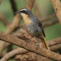 Złotokosik ogrodowy - Dessonornis caffer - Cape Robin Chat